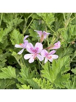 Citronella (Cymbopogon nardus) | 1 oz | Organic Essential Oil