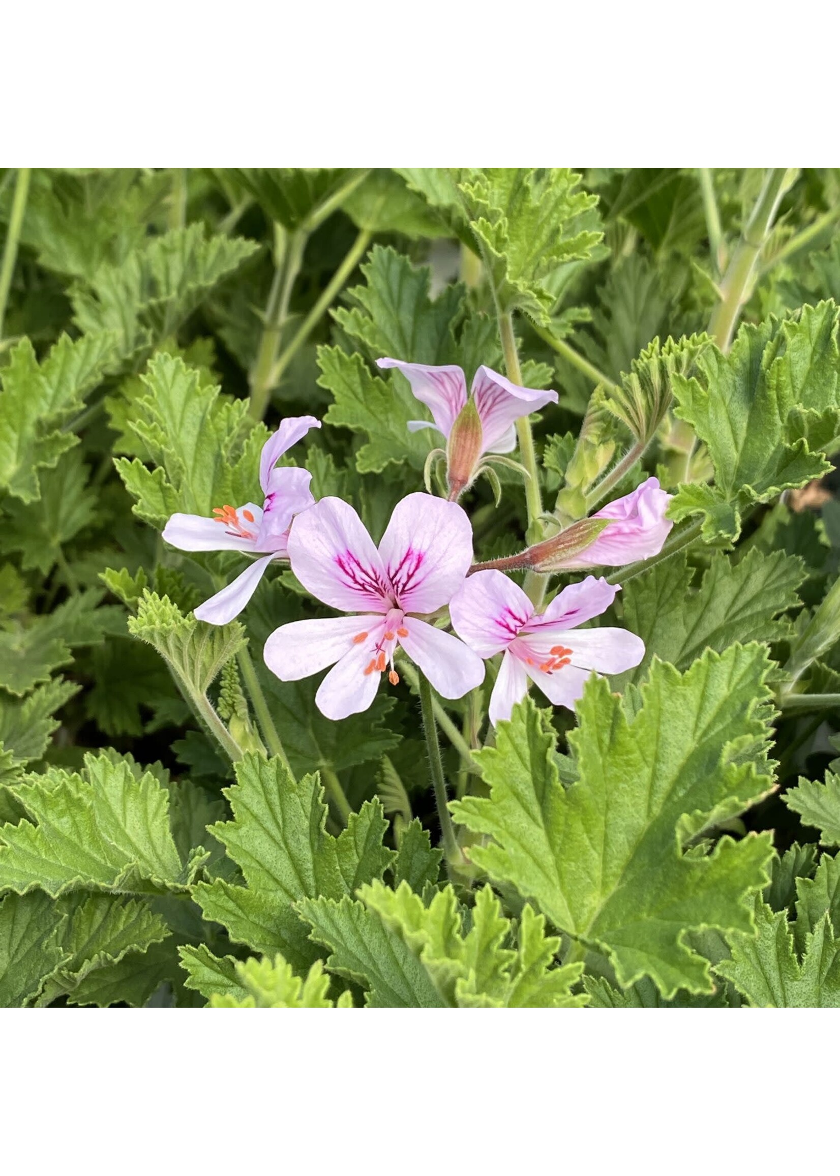 Citronella (Cymbopogon nardus) | 1 oz | Organic Essential Oil