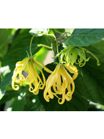 Ylang Ylang  Extra  (Cananga odorata) | 1/3oz -10mL| Essential Oil Organic