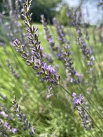 Lavender (Lavandula anguvstifolia) | 1 oz - 30mL| Organic Essential Oil Plant Therapy
