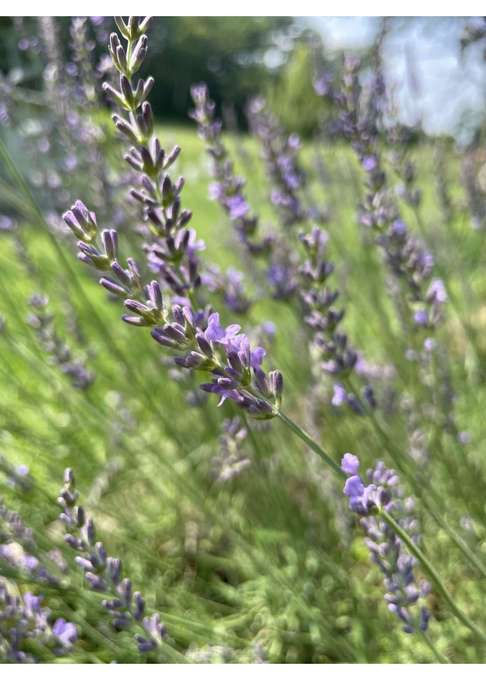Lavender (Lavandula anguvstifolia) | 1 oz - 30mL| Organic Essential Oil Plant Therapy