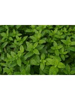 Peppermint (Mentha × piperita) | 1/3 oz-10mL | Organic Essential Oil