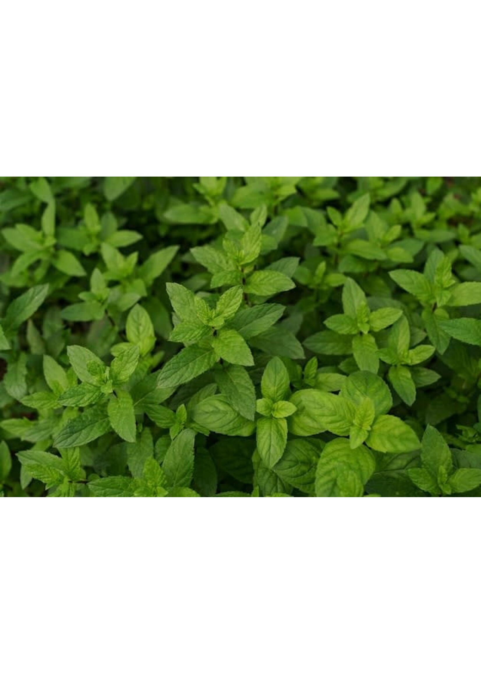 Peppermint (Mentha × piperita) | 1/2 oz | Organic Essential Oil