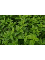 Peppermint (Mentha × piperita) | 1/4 oz | Organic Essential Oil