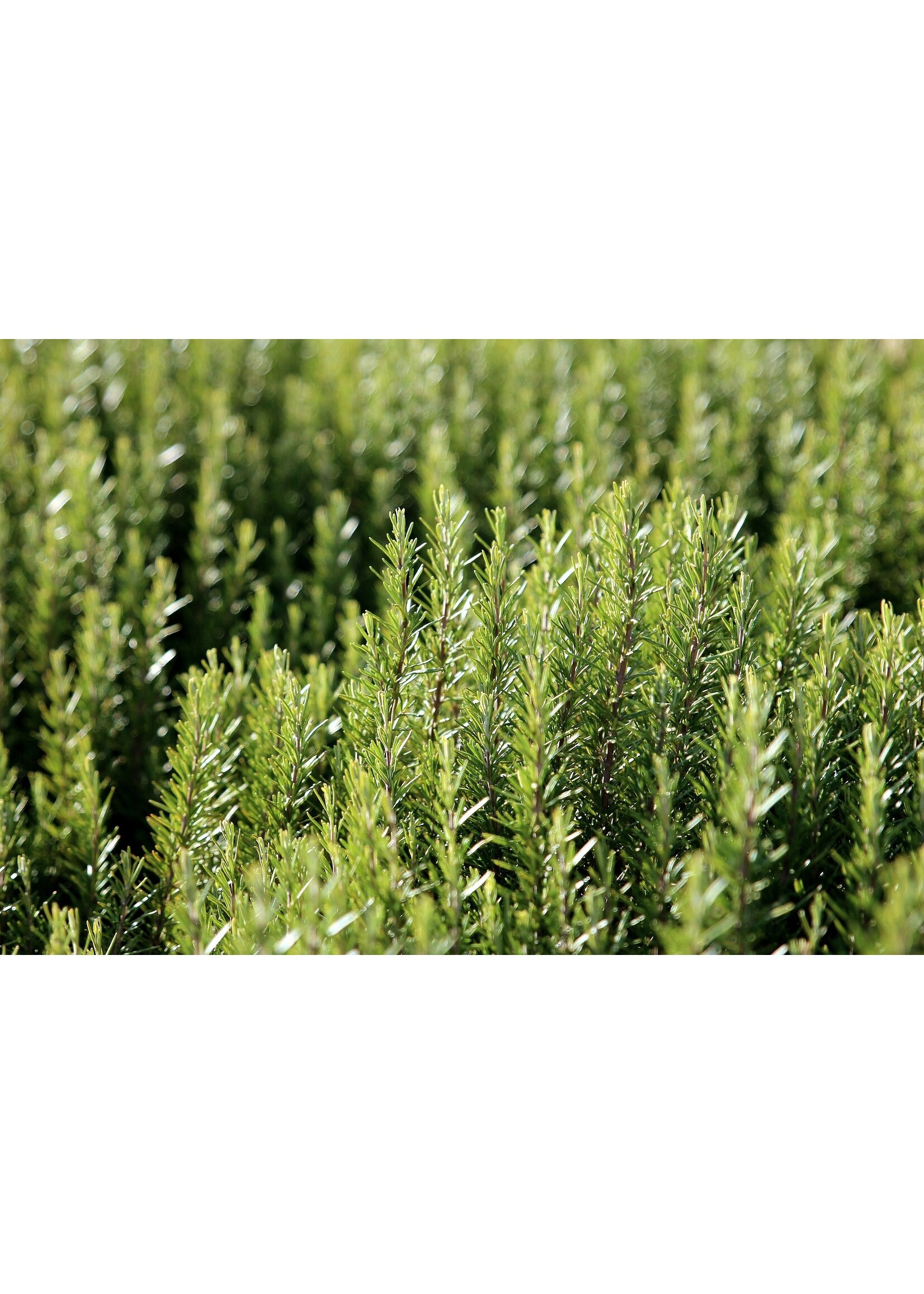 Rosemary (Salvia rosmarinus) | 1 oz | 30 mL  Organic Essential Oil