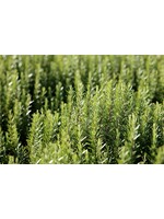Rosemary 1,8-Cin eole (Rosemarinus officinalis) | 1/3 oz - 10 ml|  Essential Oil PlantTherapy