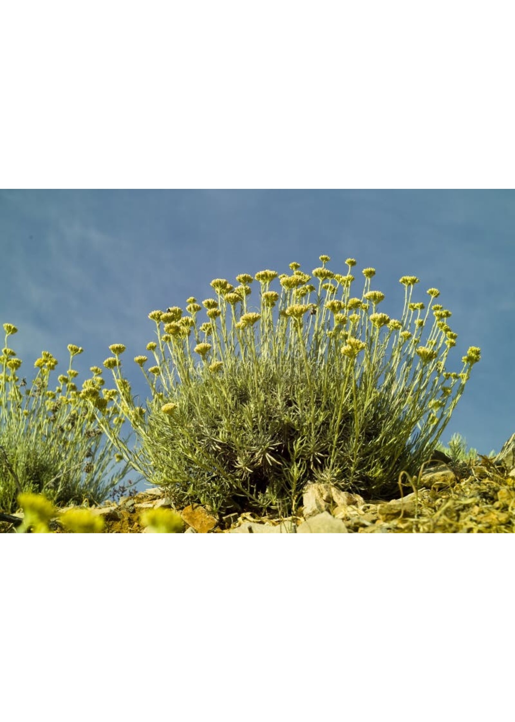 Life Everlasting |Helichrysum stoechas | 1/2 oz Organic Essential Oil