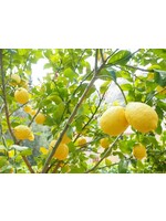 Lemon (Citrus lemon) (30mL-1 oz | Organic Essential Oil
