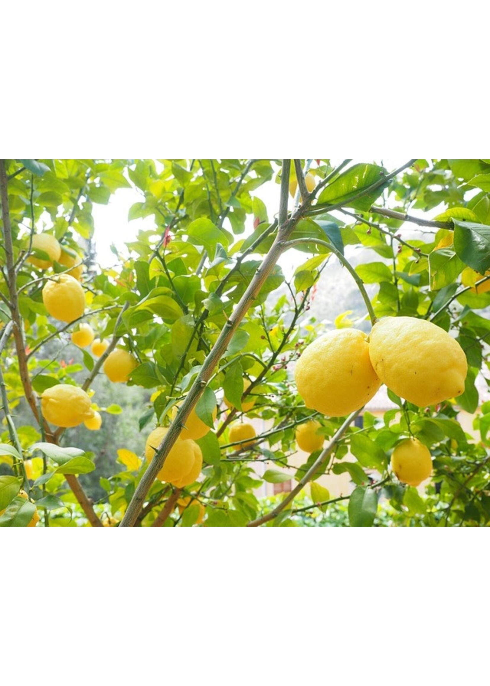 Lemon (Citrus lemon) | 1/4 oz | Organic Essential Oil