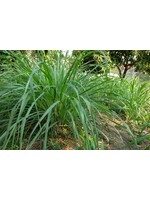 Lemongrass (Cymbopogon flexuosus ) | (1/3 -10 mL)Organic Essential Oil