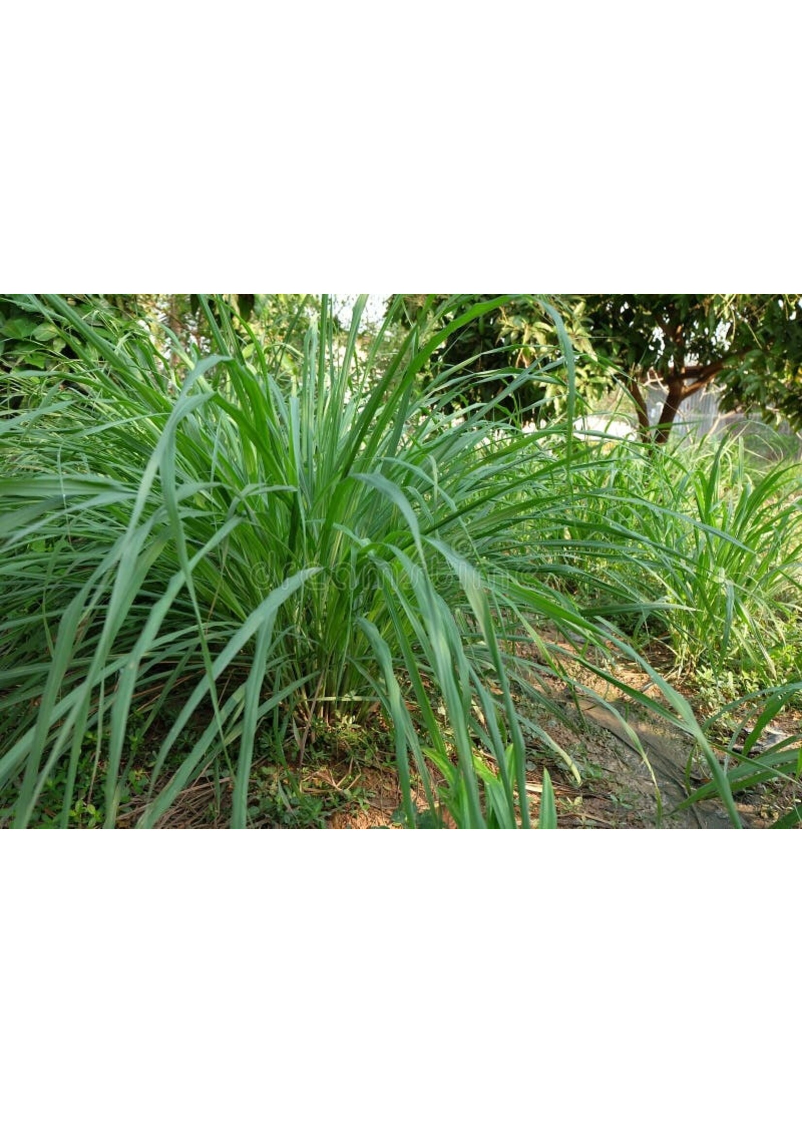 Lemongrass (Cymbopogon flexuosus ) | (1/3 -10 mL)Organic Essential Oil
