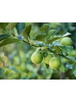 Lime (Citrus × aurantiifolia) | 1/4 oz | Organic Essential Oil