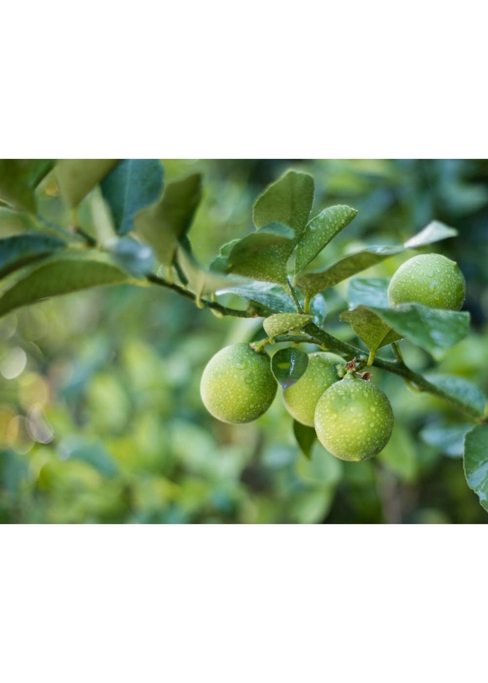 Lime (Citrus × aurantiifolia) | 1/3oz -10mL| Essential Oil Plant Therapy