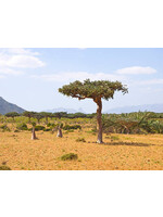 Myrrh (Commiphora myrrha) | 1/3oz   10mL| Essential Oil Plant Therapy