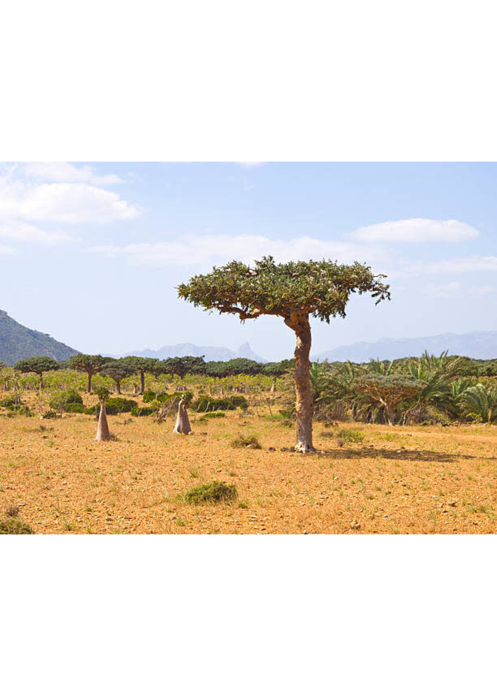 Myrrh (Commiphora myrrha) | 1/3oz   10mL| Essential Oil Plant Therapy