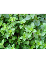 Oregano (Origanum vulgare) | 1 oz | Organic Essential Oil
