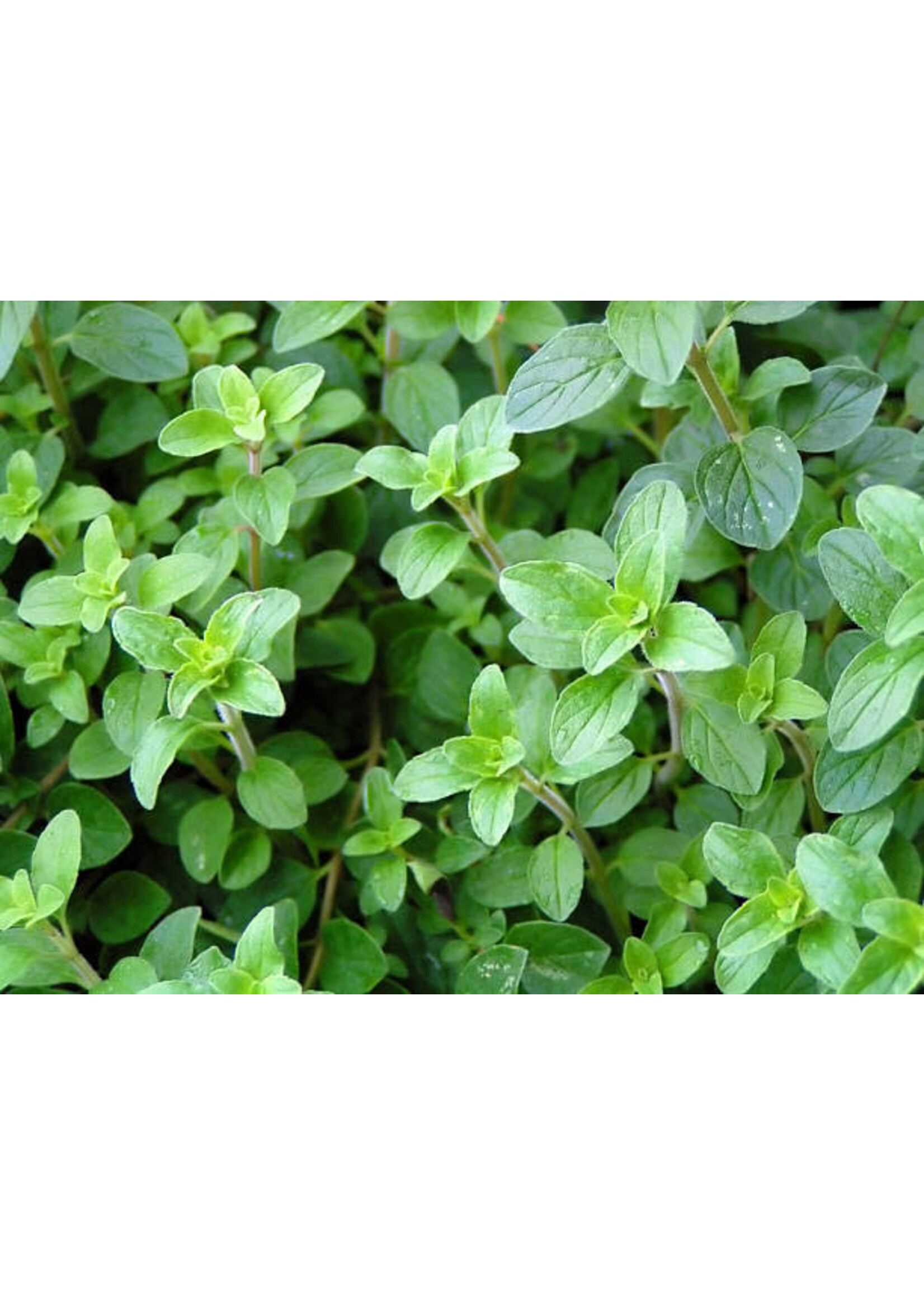 Oregano (Origanum vulgare)  | 1/3 oz | Organic Essential Oil