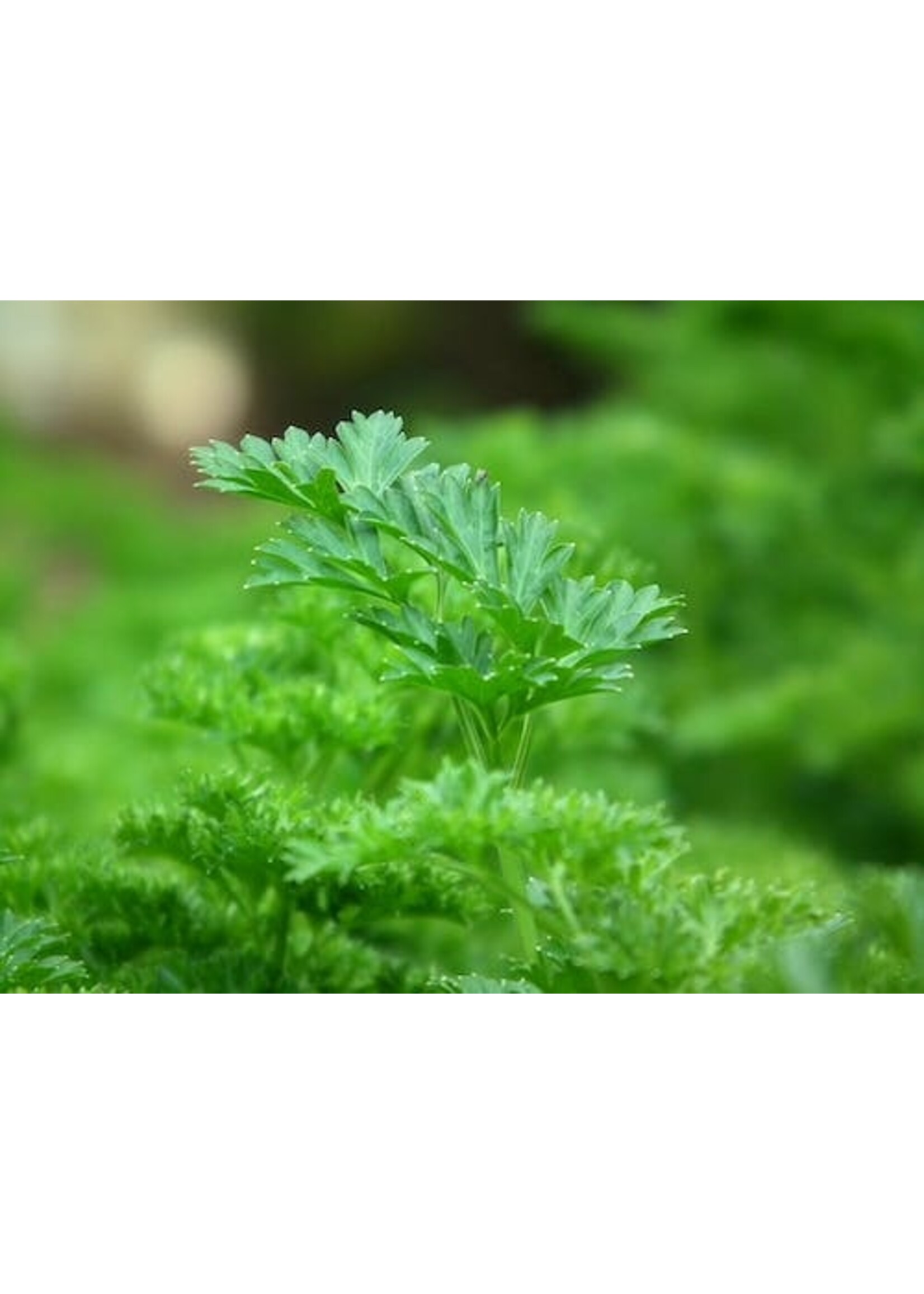 Parsley (Petroselinum crispum) | 1 oz | Organic Essential Oil