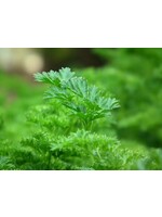 Parsley (Petroselinum crispum) | 1/2 oz | Organic Essential Oil