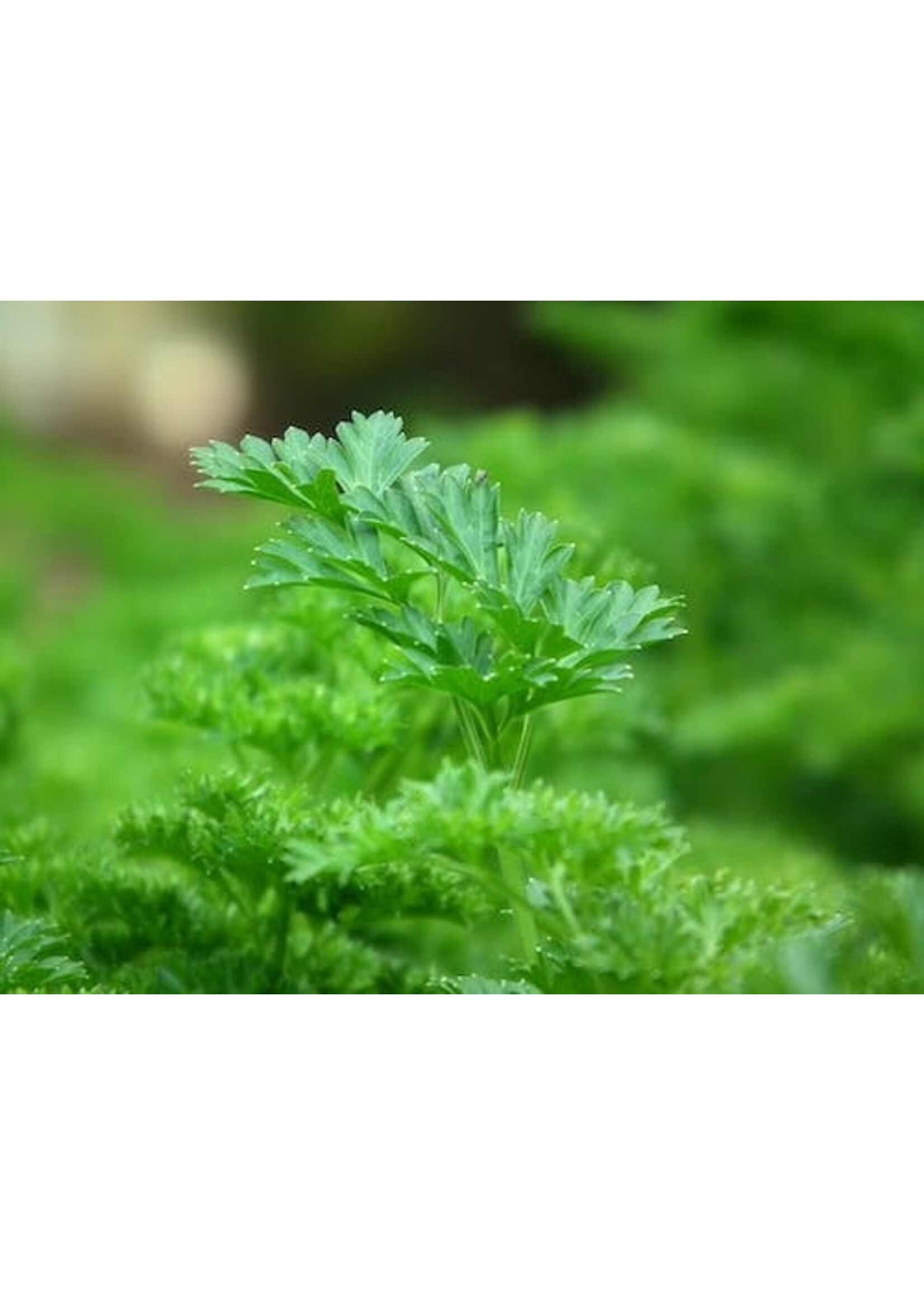 Parsley (Petroselinum crispum) | 1/2 oz | Organic Essential Oil
