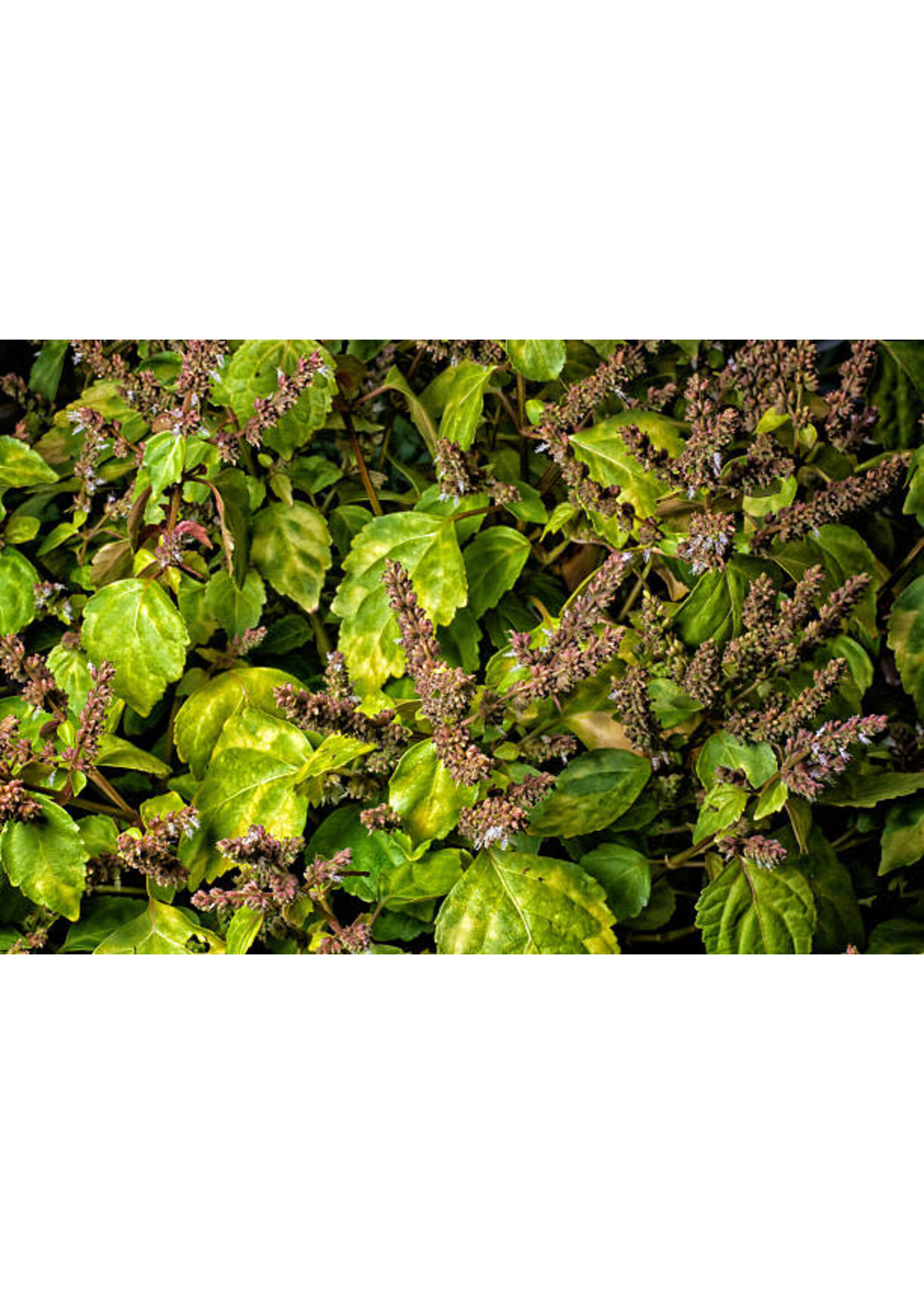 Patchouli (Pogostemon cablin) | 1 oz - 30ml | Organic Essential Oil