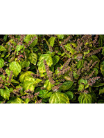 Patchouli (Pogostemon cablin) | 1/3oz - 10ml | Organic Essential Oil  Plant Therapy