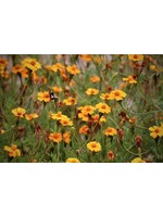 Tagetes (Agetes patula) | 1 oz | Organic Essential Oil