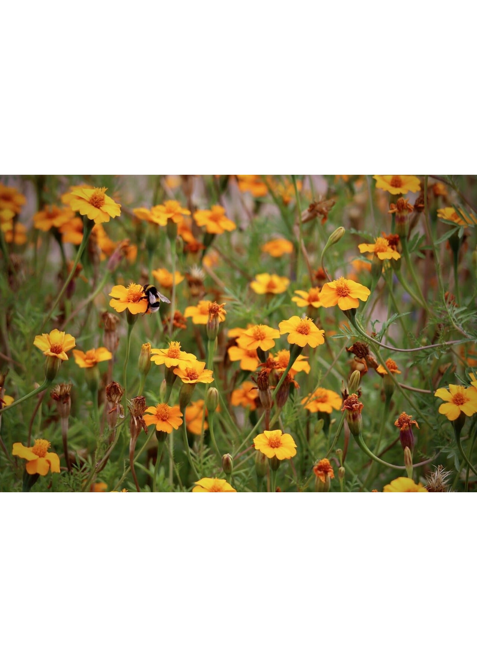 Tagetes (Agetes patula) | 1/4 oz | Organic Essential Oil