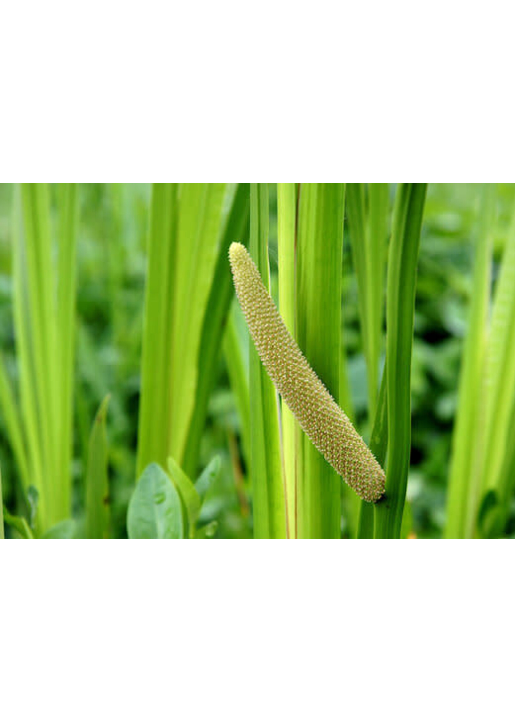 Calamus | Acorus calamus | 1/2 oz | Organic Essential Oil