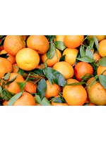 Mandarin Orange | Citrus reticulate | 1 oz. Organic Essential Oil