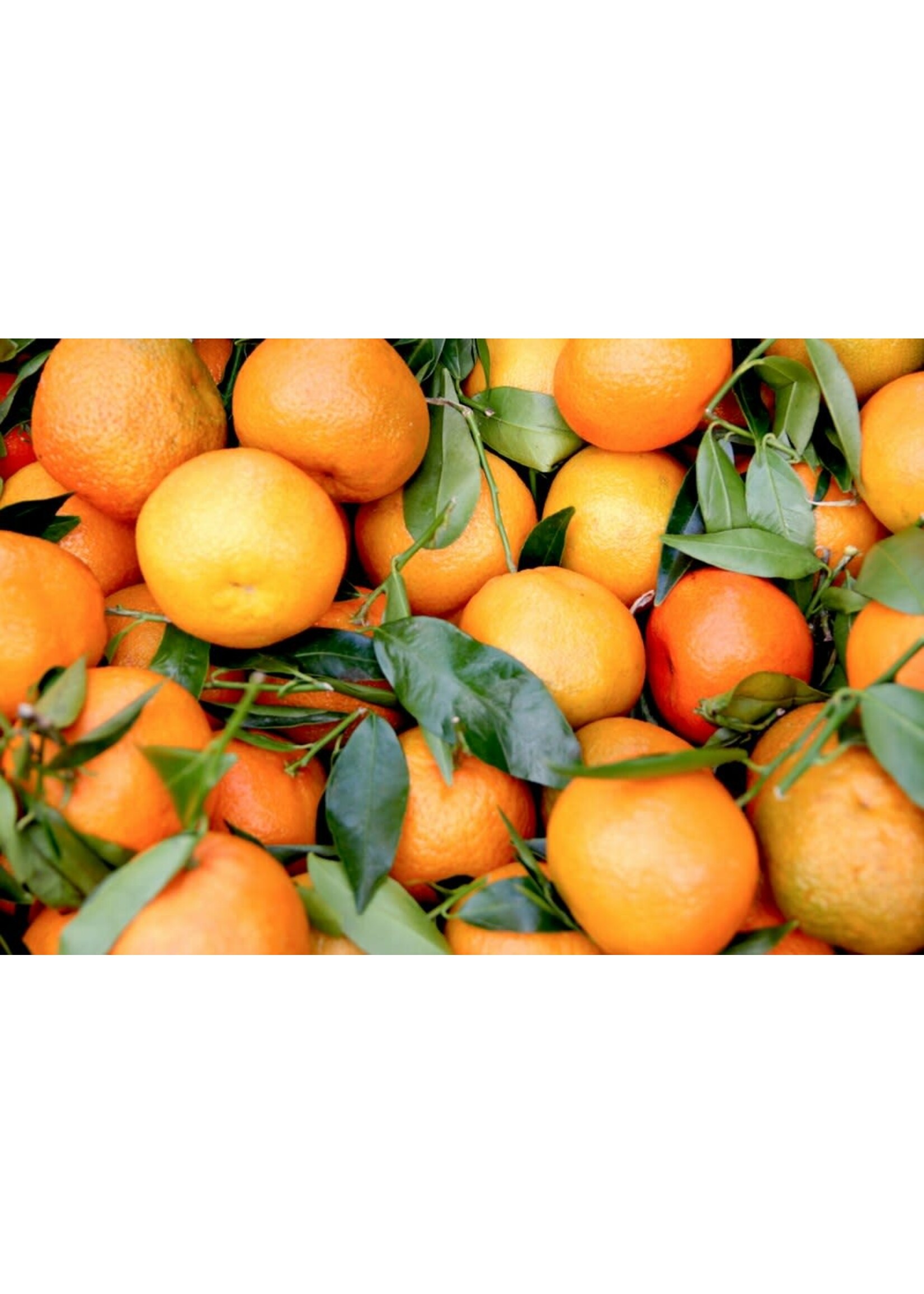 Mandarin Orange | Citrus reticulate | 1 oz. Organic Essential Oil