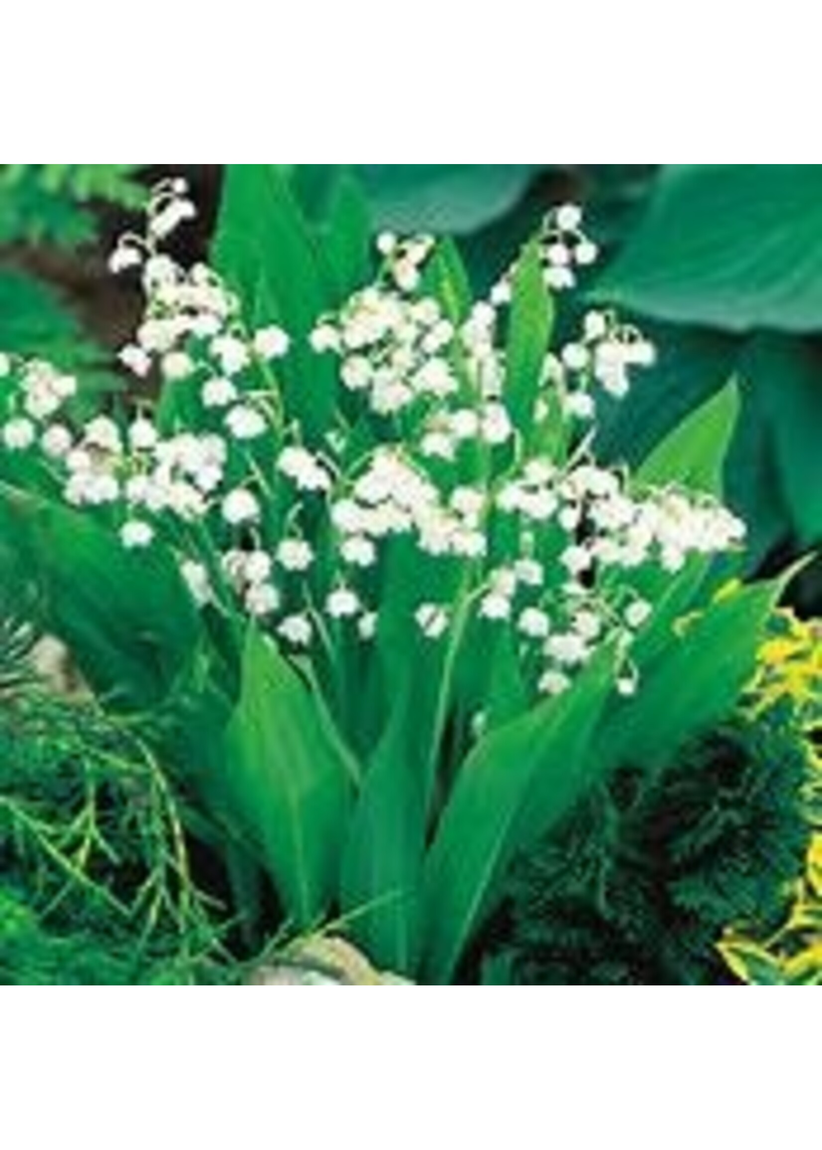 Lily of the Valley  (Convallaria majalis)