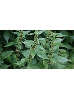 Pillitory of the Wall