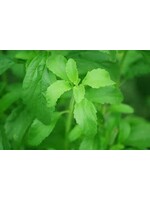 Stevia | Stevia rebaudiana | Cut & Sifted Organic