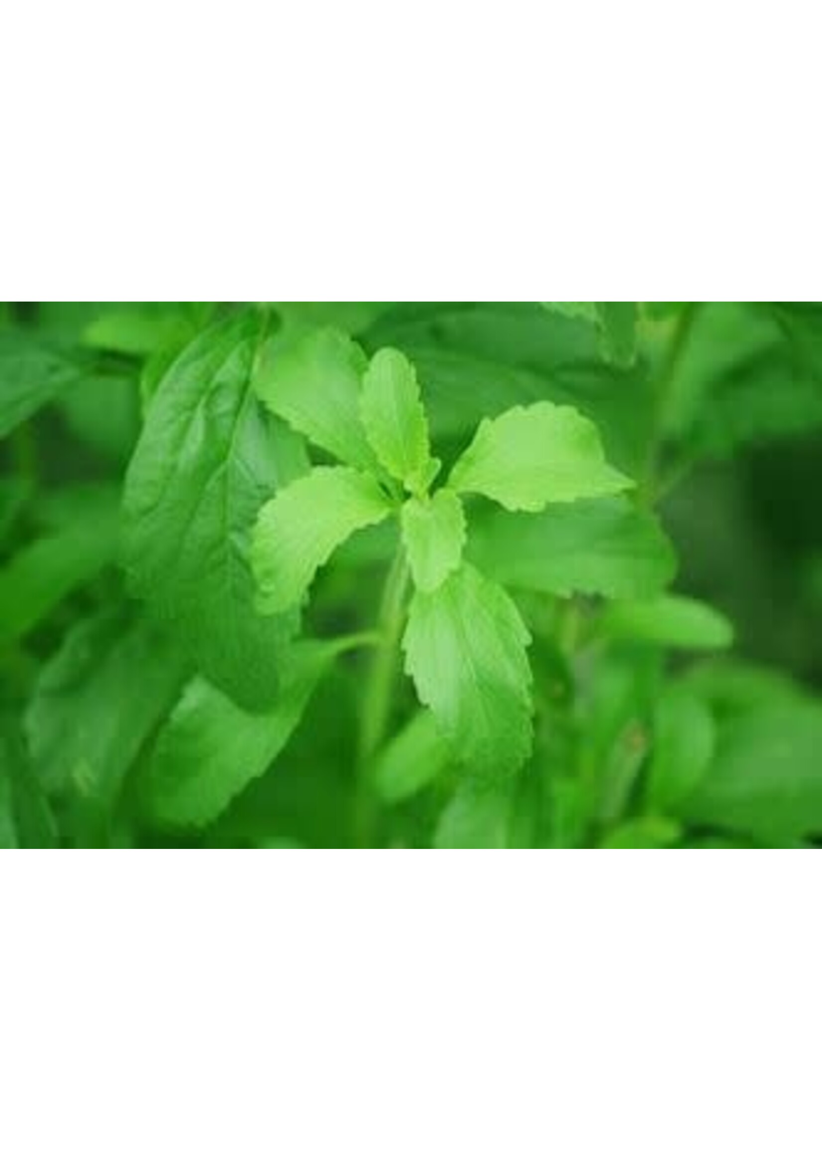 Stevia | Stevia rebaudiana | Cut & Sifted Organic