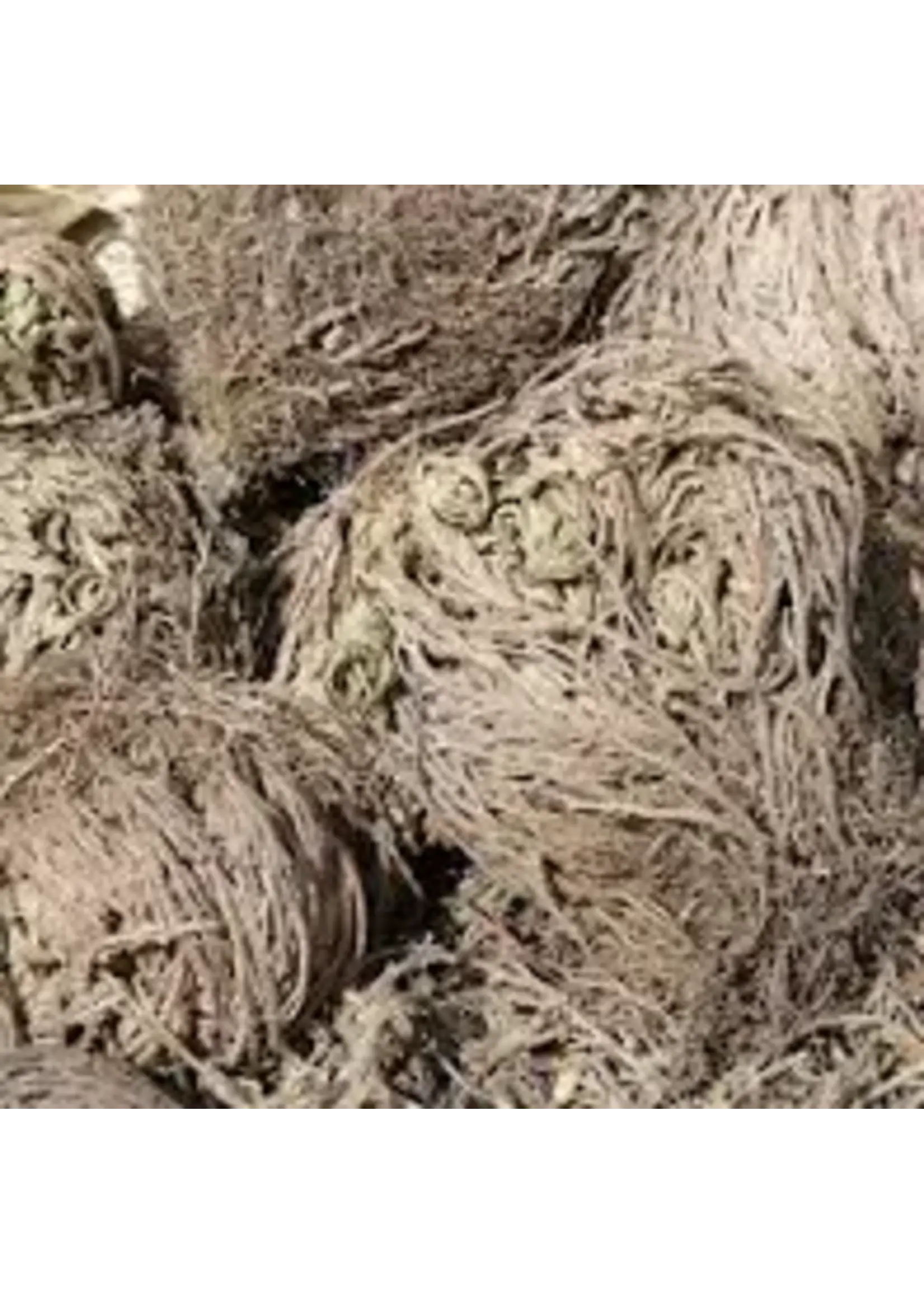 Rose of Jericho