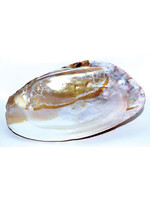 Shell Abalone 6inch