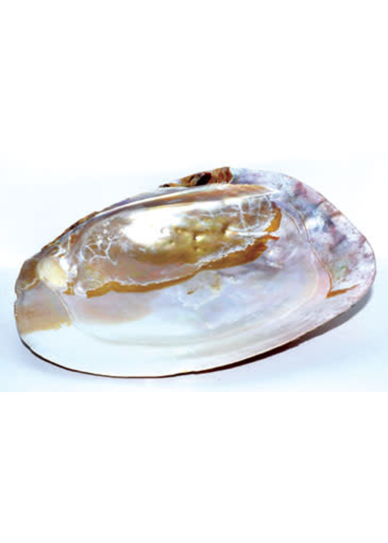 Shell Abalone 6inch