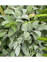Intro to Herbalism
