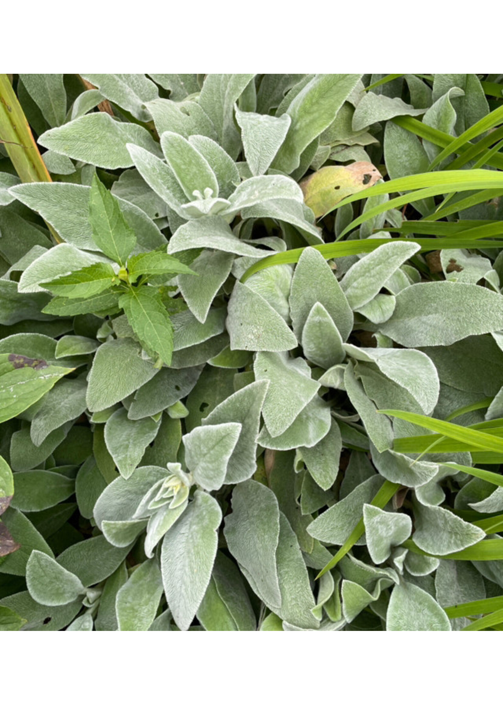 Intro to Herbalism