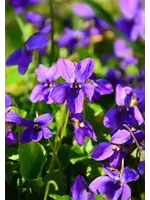 Violet c/s (Viola odorata)  organic
