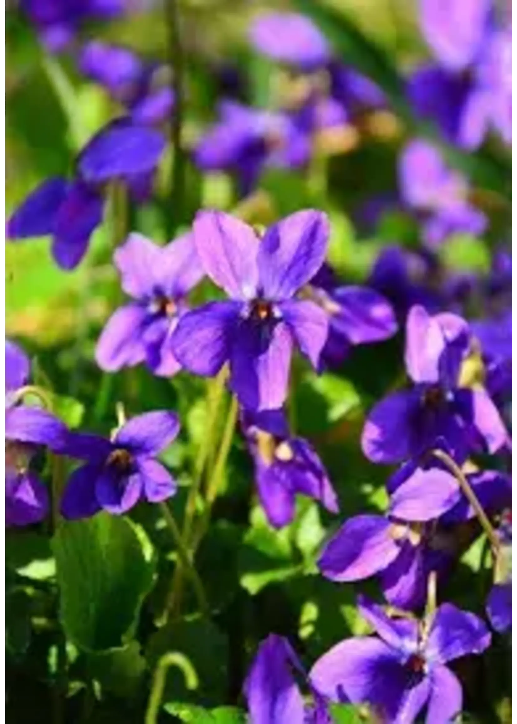 Violet c/s (Viola odorata)  organic