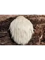 Lions Mane Slices organic