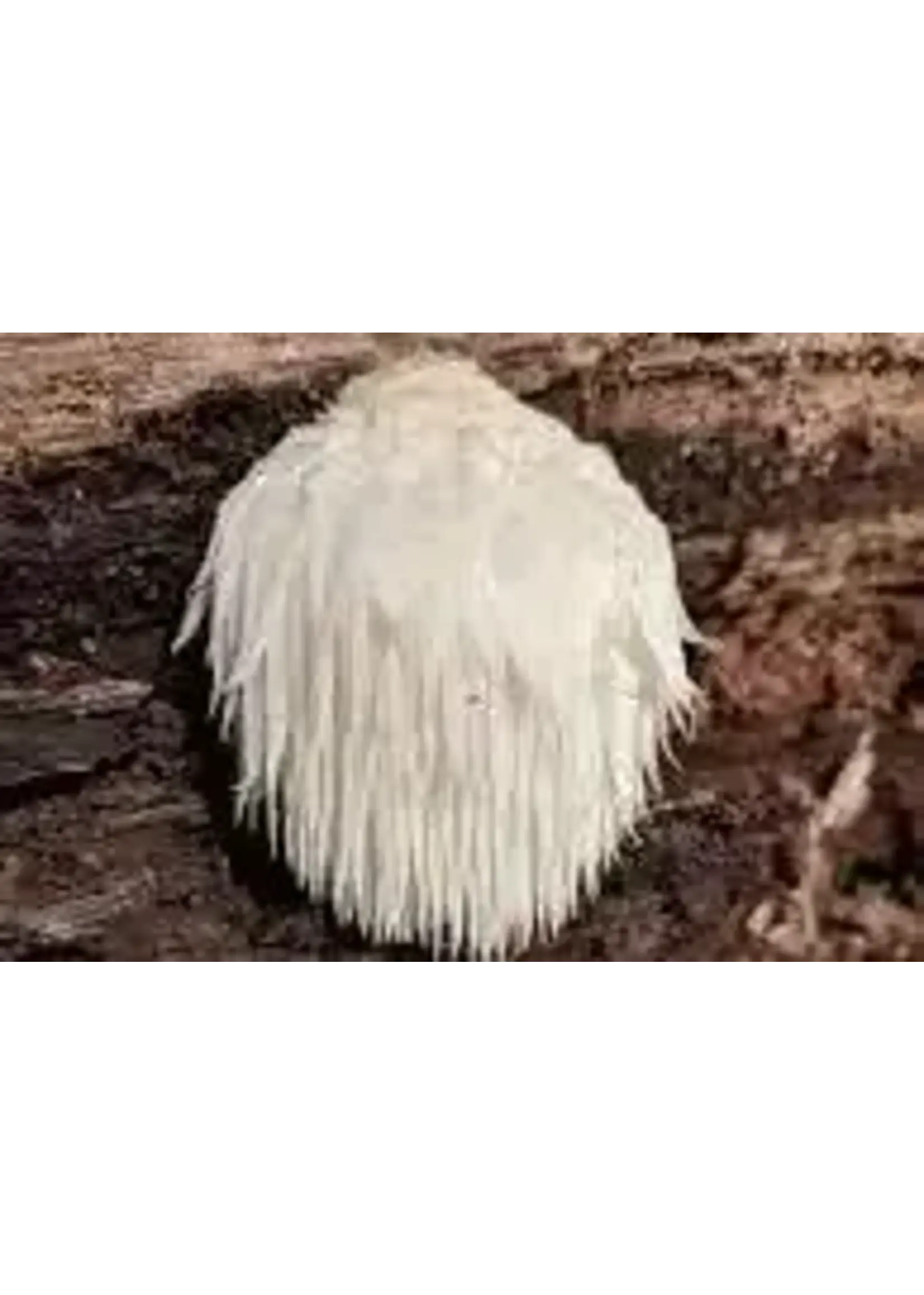Lions Mane Slices organic