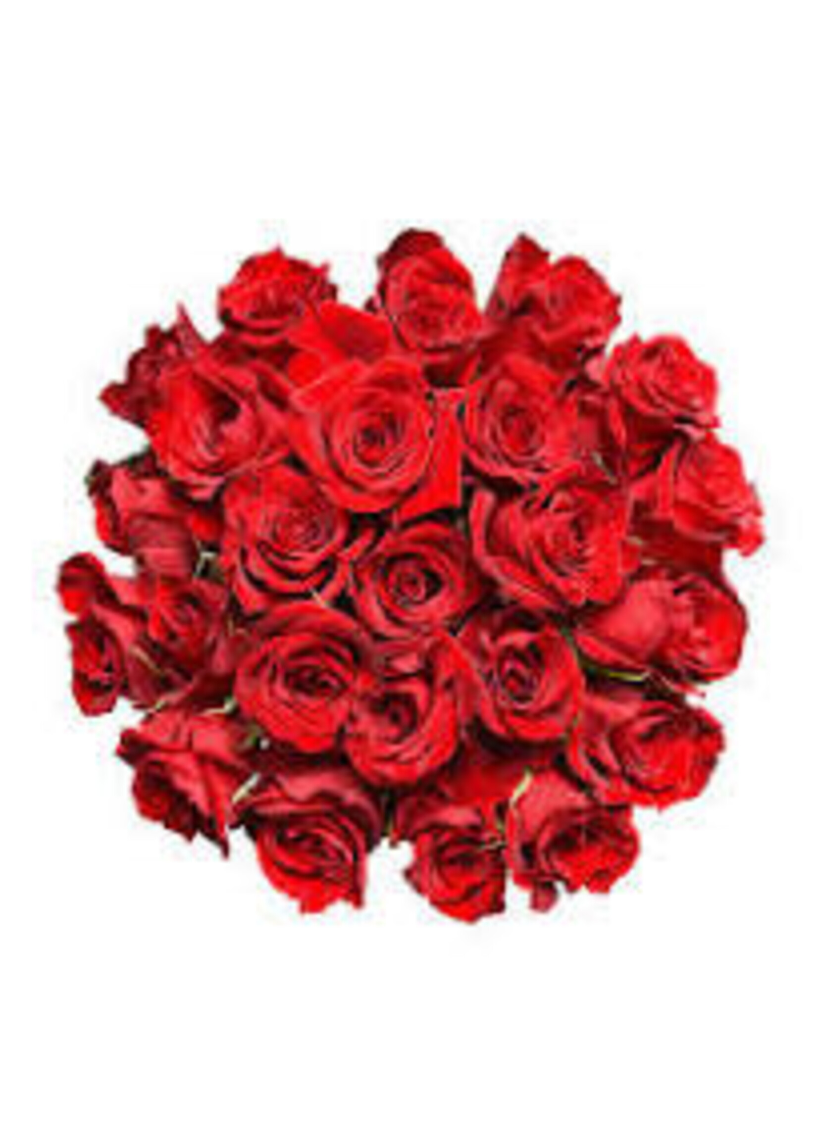 Roses red