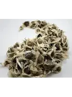 Moringa  Seeds