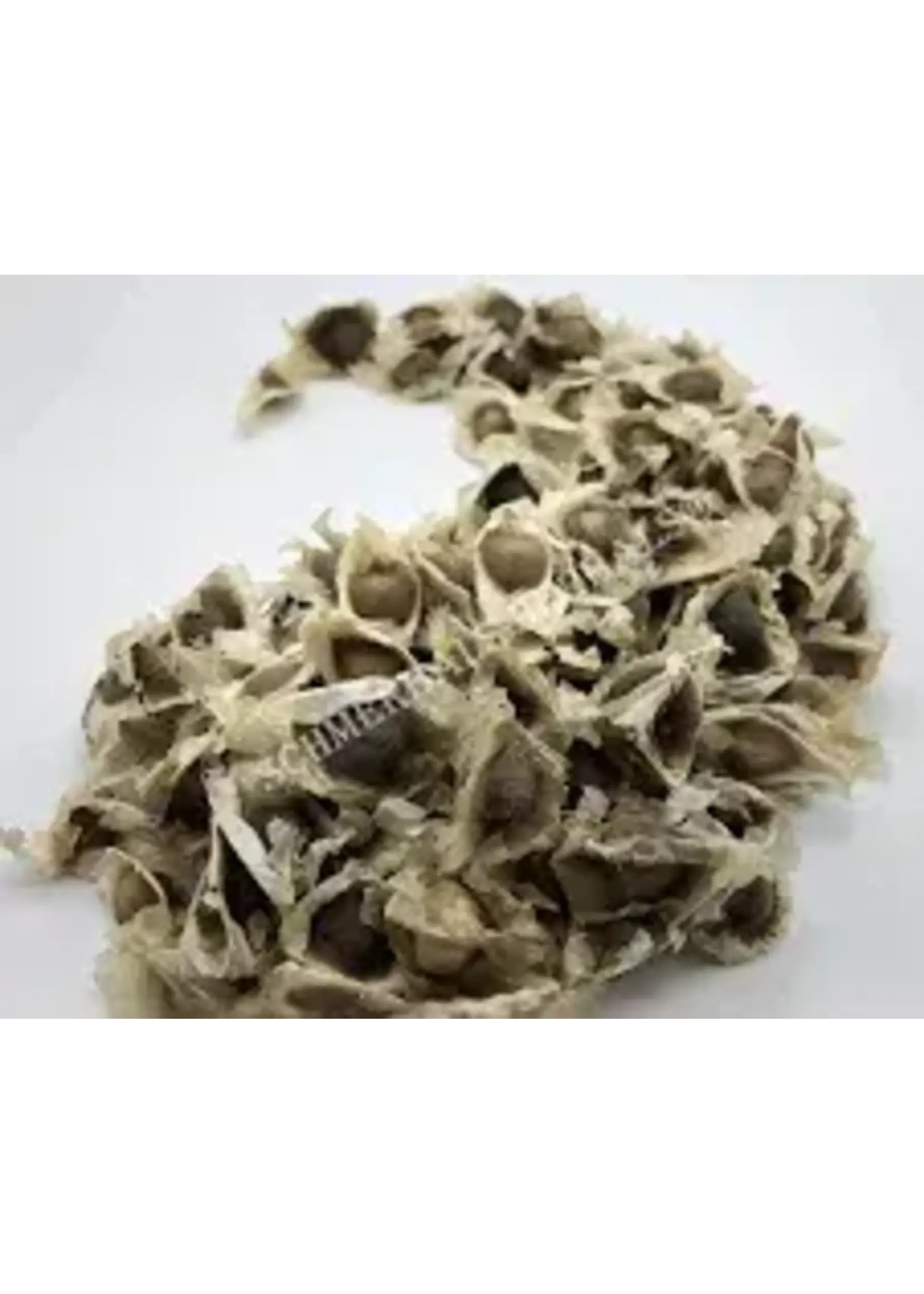 Moringa  Seeds