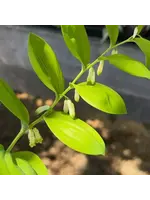 Solomon Seal Root C/s