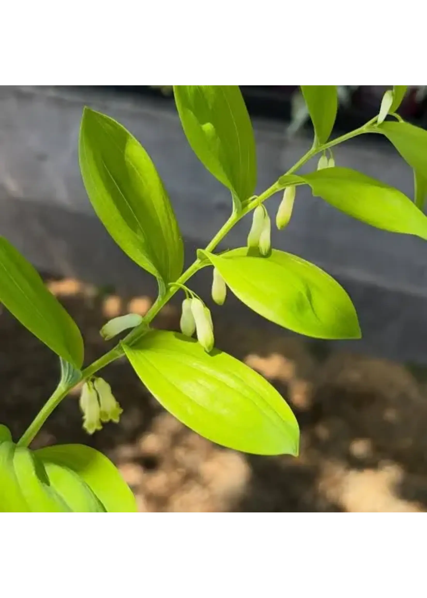 Solomon Seal Root C/s