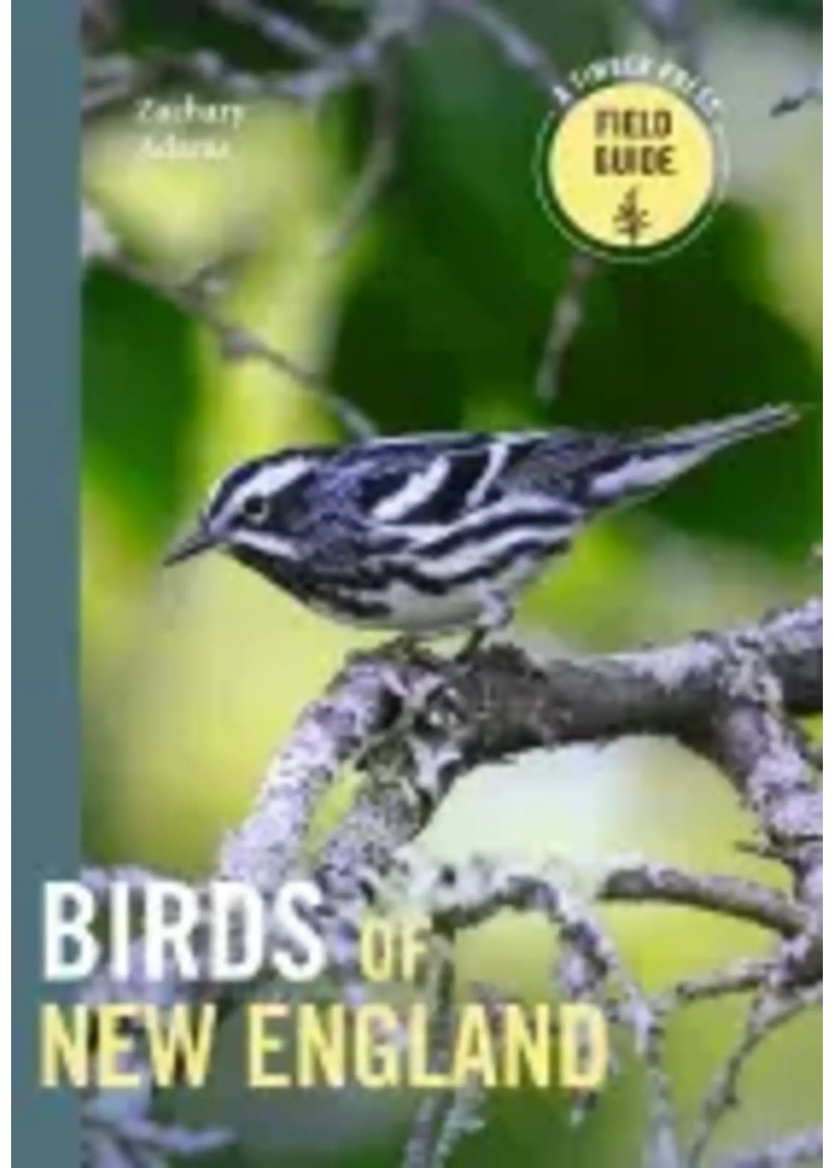 Birds of New England   Field Guide